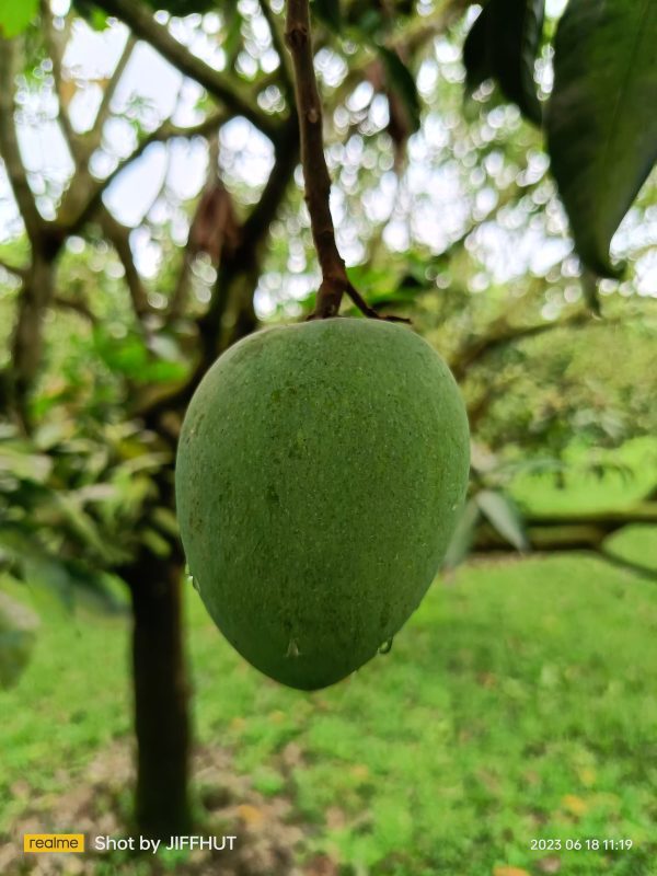 হাড়িভাঙ্গা